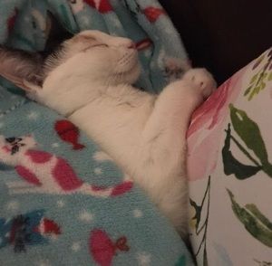 Meet your Posher, Natasha